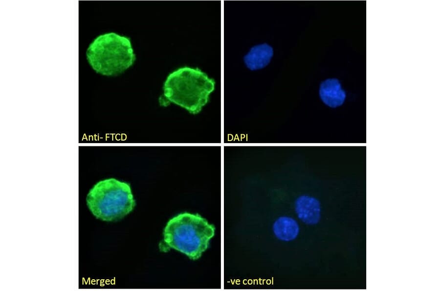 Immunofluorescence - Anti-58K Golgi Protein Antibody (A82449) - Antibodies.com