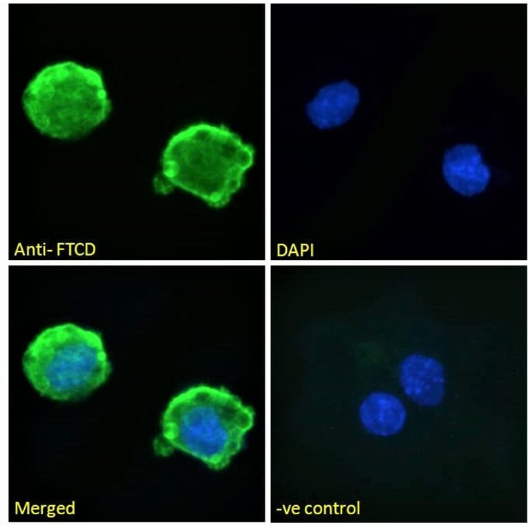 Immunofluorescence - Anti-58K Golgi Protein Antibody (A82449) - Antibodies.com