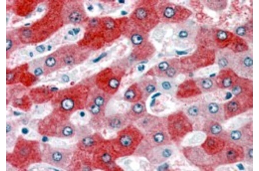 Immunohistochemistry - Anti-58K Golgi Protein Antibody (A82449) - Antibodies.com