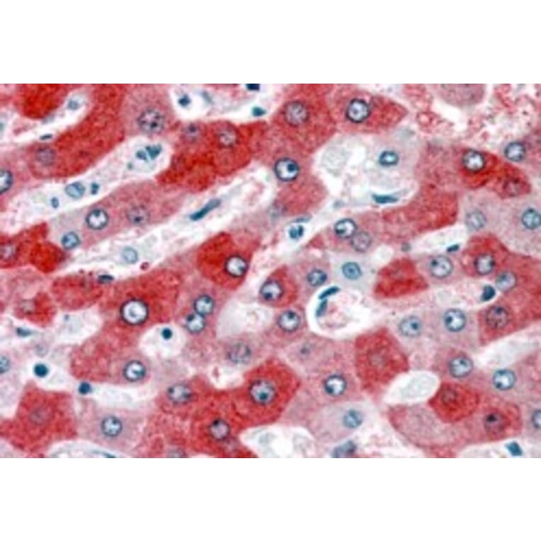 Immunohistochemistry - Anti-58K Golgi Protein Antibody (A82449) - Antibodies.com