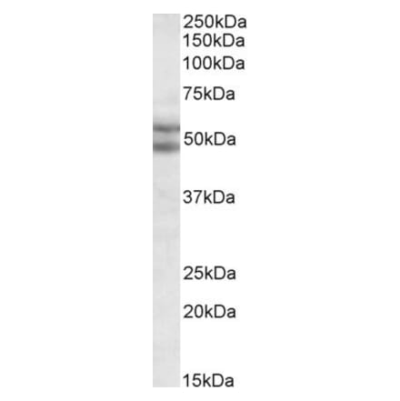 Western Blot - Anti-Bag5 Antibody (A82450) - Antibodies.com