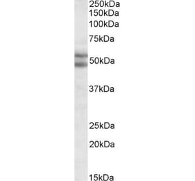 Western Blot - Anti-BAG5 Antibody (A82450) - Antibodies.com