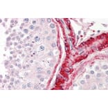 Immunohistochemistry - Anti-Bag5 Antibody (A82450) - Antibodies.com