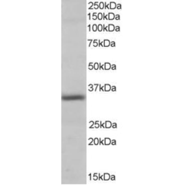 Western Blot - Anti-Pirin/PIR Antibody (A82451) - Antibodies.com