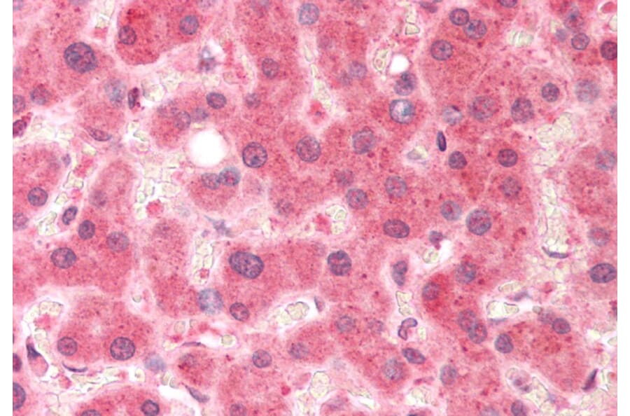 Immunohistochemistry - Anti-Pirin/PIR Antibody (A82451) - Antibodies.com