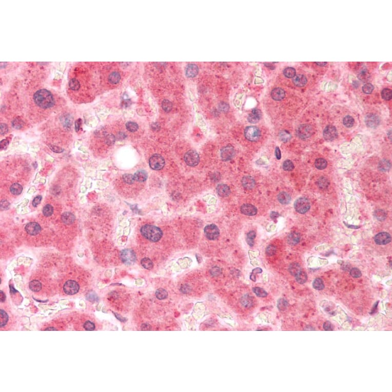 Immunohistochemistry - Anti-Pirin/PIR Antibody (A82451) - Antibodies.com