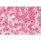 Immunohistochemistry - Anti-Pirin/PIR Antibody (A82451) - Antibodies.com