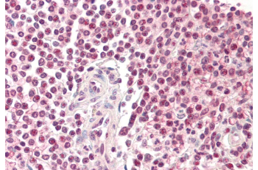 Immunohistochemistry - Anti-Pirin/PIR Antibody (A82451) - Antibodies.com
