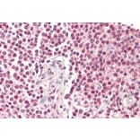 Immunohistochemistry - Anti-Pirin/PIR Antibody (A82451) - Antibodies.com