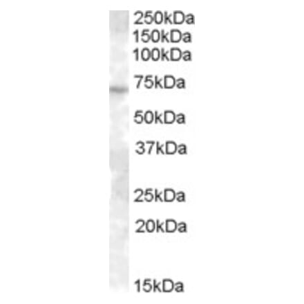 Western Blot - Anti-ABCE1 Antibody (A82452) - Antibodies.com