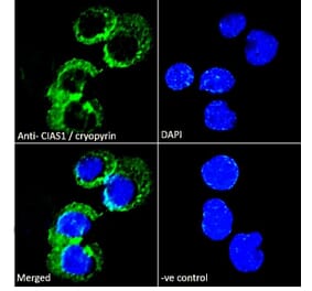 Immunofluorescence - Anti-NLRP3 Antibody (A82453) - Antibodies.com