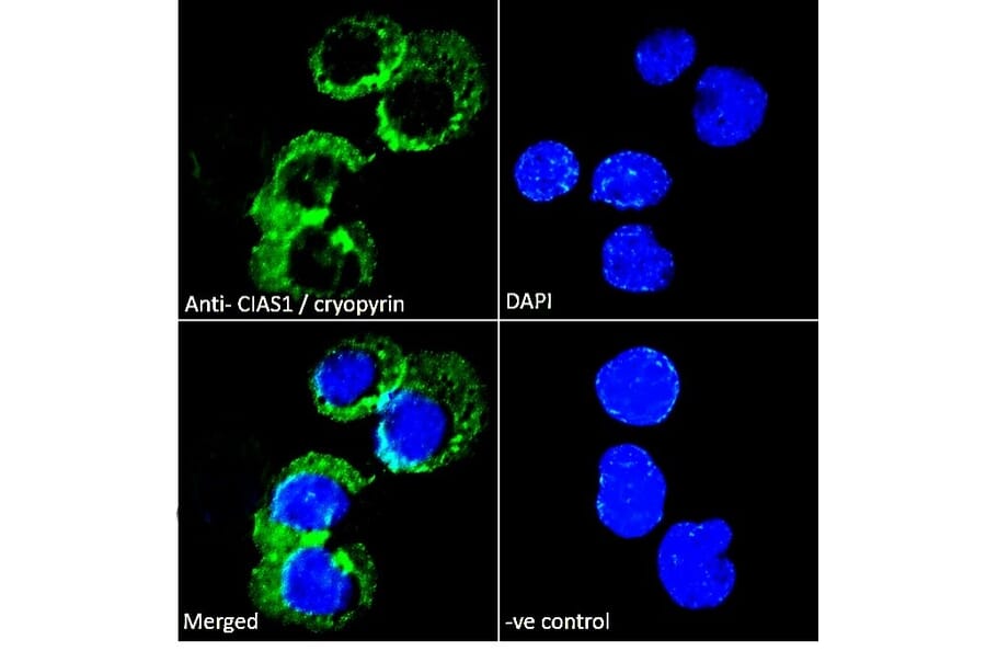 Immunofluorescence - Anti-NLRP3 Antibody (A82453) - Antibodies.com