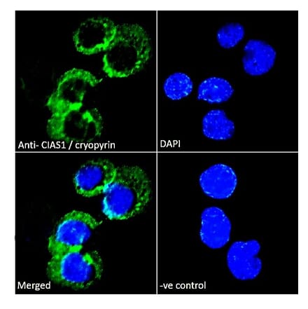 Immunofluorescence - Anti-NLRP3 Antibody (A82453) - Antibodies.com