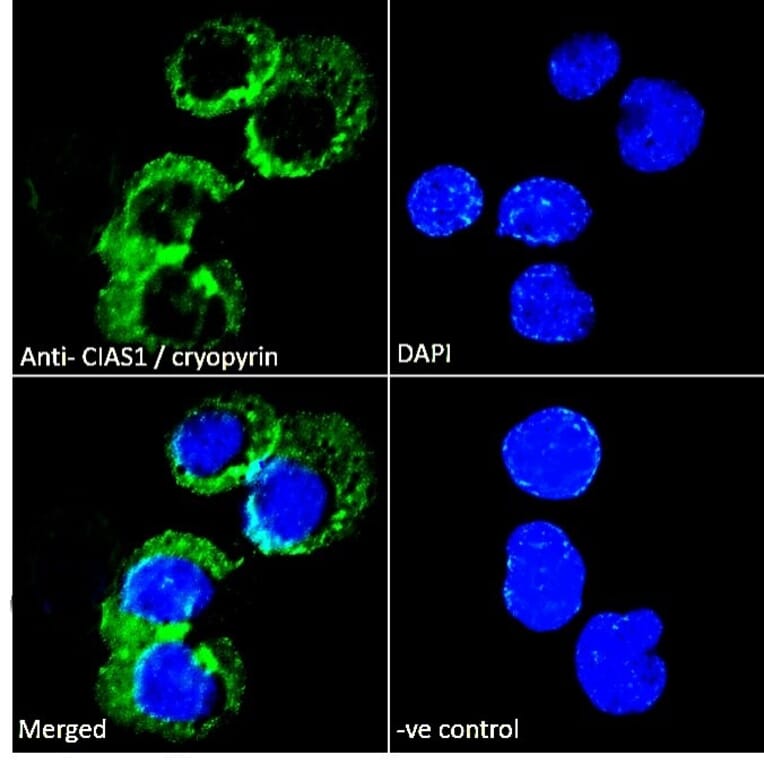 Immunofluorescence - Anti-NLRP3 Antibody (A82453) - Antibodies.com