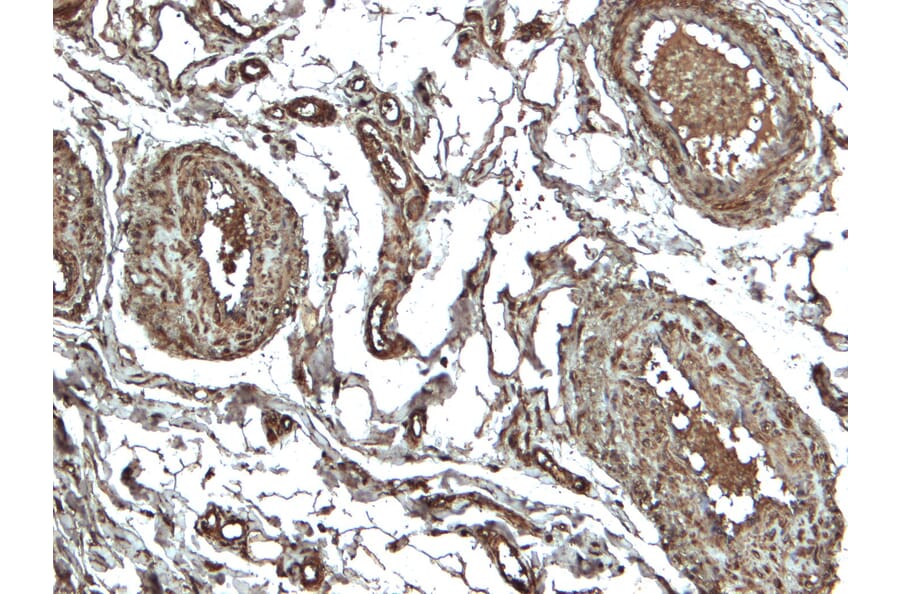 Immunohistochemistry - Anti-NLRP3 Antibody (A82453) - Antibodies.com