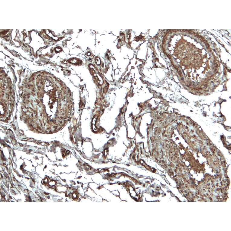 Immunohistochemistry - Anti-NLRP3 Antibody (A82453) - Antibodies.com