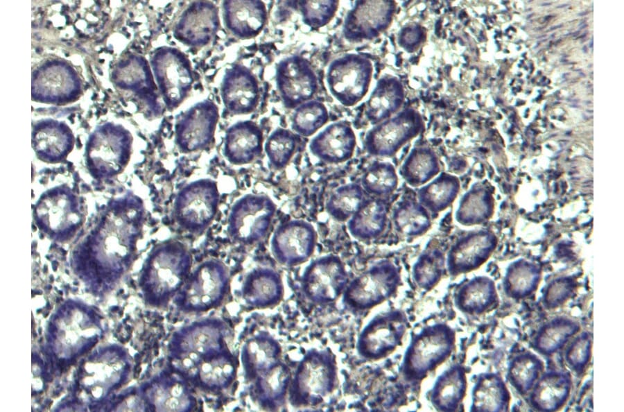 Immunohistochemistry - Anti-NLRP3 Antibody (A82453) - Antibodies.com