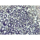 Immunohistochemistry - Anti-NLRP3 Antibody (A82453) - Antibodies.com