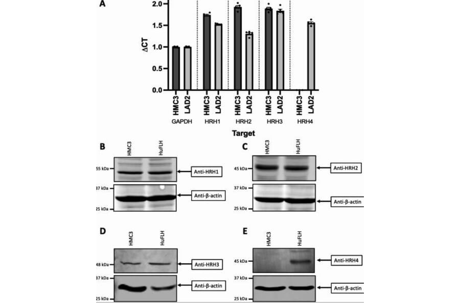 Western Blot - Anti-HRH1/H1R Antibody - Antibodies.com