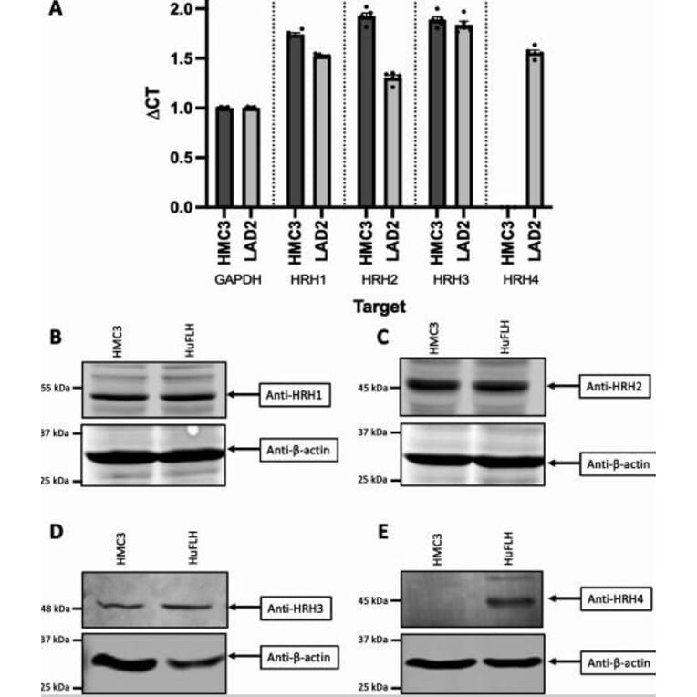 Western Blot - Anti-HRH1/H1R Antibody - Antibodies.com