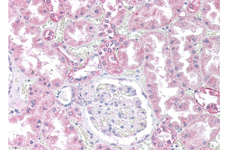 Immunohistochemistry - Anti-PP2A alpha + PP2A beta Antibody (A82455) - Antibodies.com