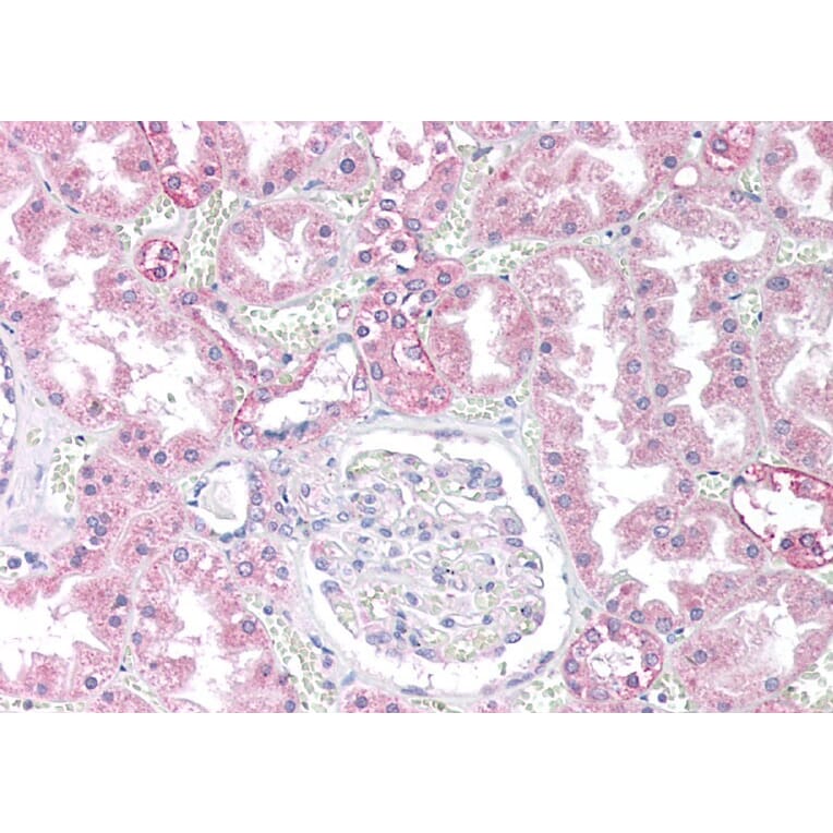 Immunohistochemistry - Anti-PP2A alpha + PP2A beta Antibody (A82455) - Antibodies.com
