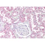Immunohistochemistry - Anti-PP2A alpha + PP2A beta Antibody (A82455) - Antibodies.com