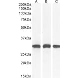 Western Blot - Anti-NQO1 Antibody (A82457) - Antibodies.com