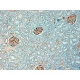 Immunohistochemistry - Anti-NQO1 Antibody (A82457) - Antibodies.com