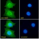 Immunofluorescence - Anti-NQO1 Antibody (A82457) - Antibodies.com