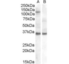 Western Blot - Anti-Ago1 Antibody (A82458) - Antibodies.com