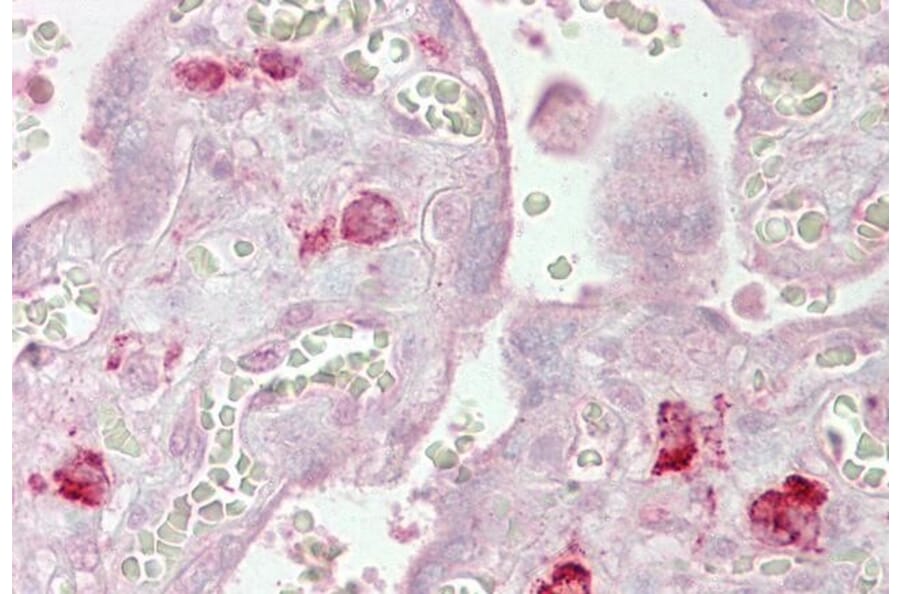 Immunohistochemistry - Anti-Ago1 Antibody (A82458) - Antibodies.com
