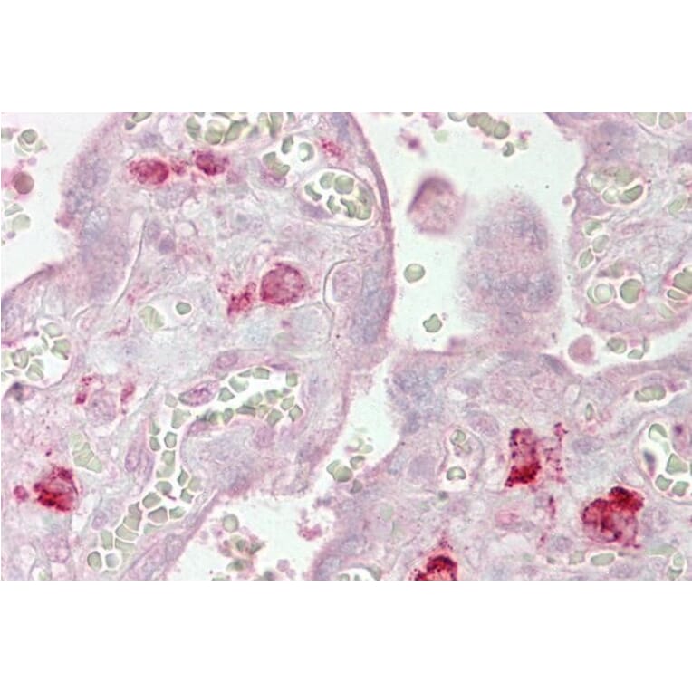 Immunohistochemistry - Anti-Ago1 Antibody (A82458) - Antibodies.com
