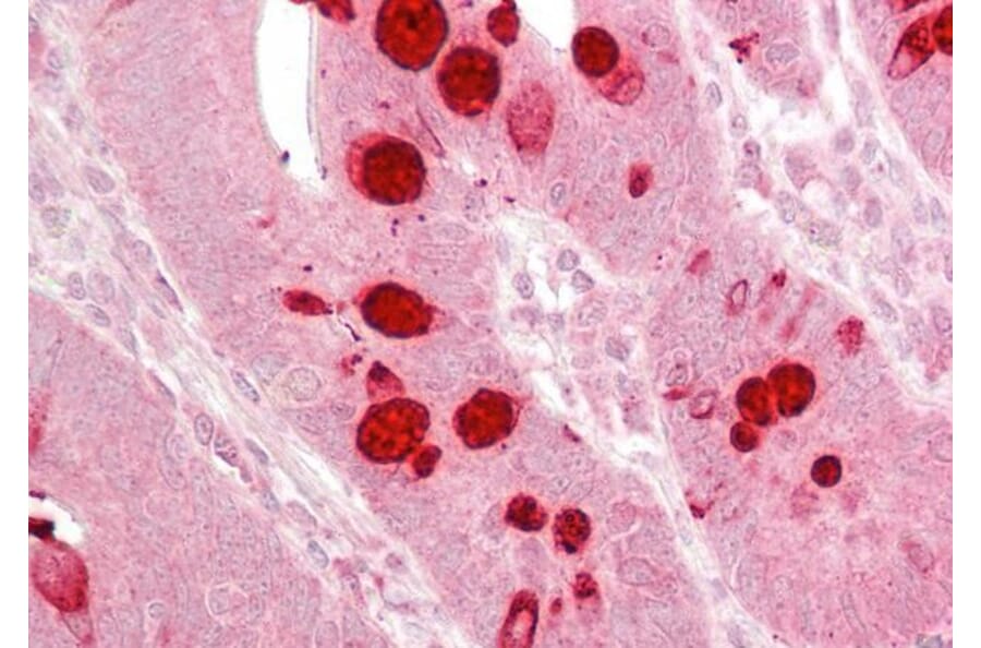 Immunohistochemistry - Anti-Ago1 Antibody (A82458) - Antibodies.com