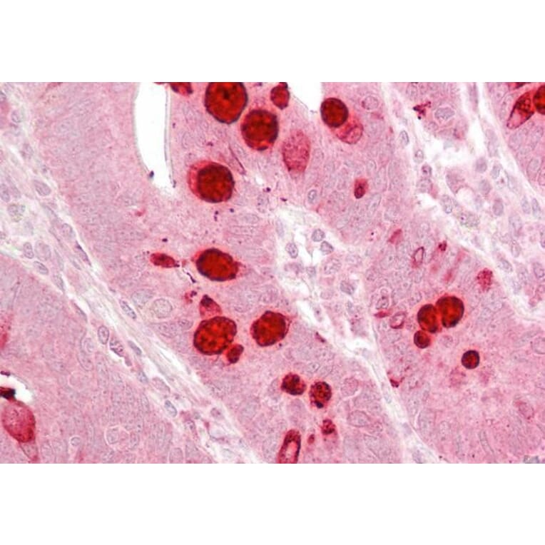 Immunohistochemistry - Anti-Ago1 Antibody (A82458) - Antibodies.com