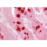 Immunohistochemistry - Anti-Ago1 Antibody (A82458) - Antibodies.com