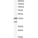 Western Blot - Anti-SIAH1 Antibody (A82459) - Antibodies.com