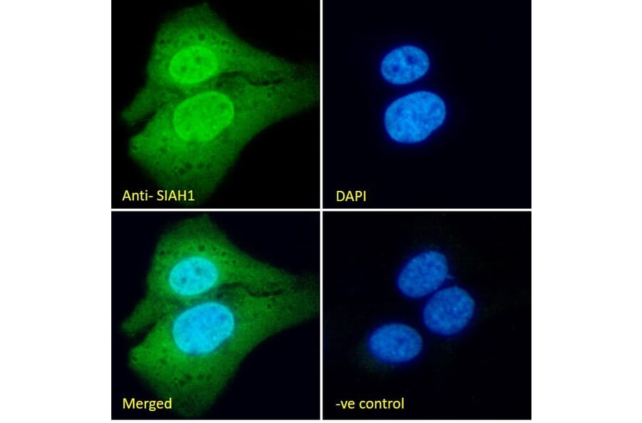 Immunofluorescence - Anti-SIAH1 Antibody (A82459) - Antibodies.com