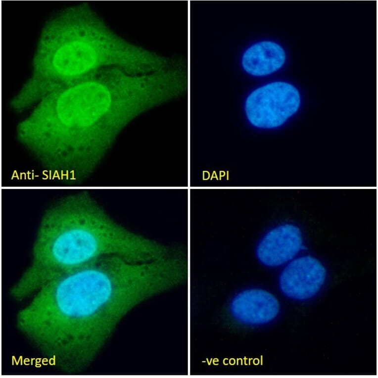 Immunofluorescence - Anti-SIAH1 Antibody (A82459) - Antibodies.com