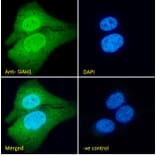 Immunofluorescence - Anti-SIAH1 Antibody (A82459) - Antibodies.com