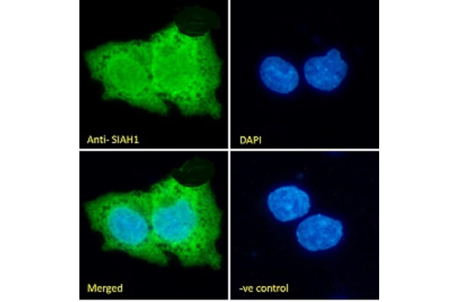 Immunofluorescence - Anti-SIAH1 Antibody (A82459) - Antibodies.com