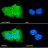 Immunofluorescence - Anti-SIAH1 Antibody (A82459) - Antibodies.com