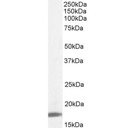 Western Blot - Anti-PPIA Antibody (A82460) - Antibodies.com