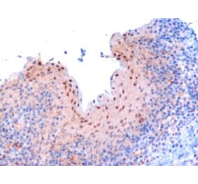 Immunohistochemistry - Anti-RanBP9 Antibody (A82461) - Antibodies.com