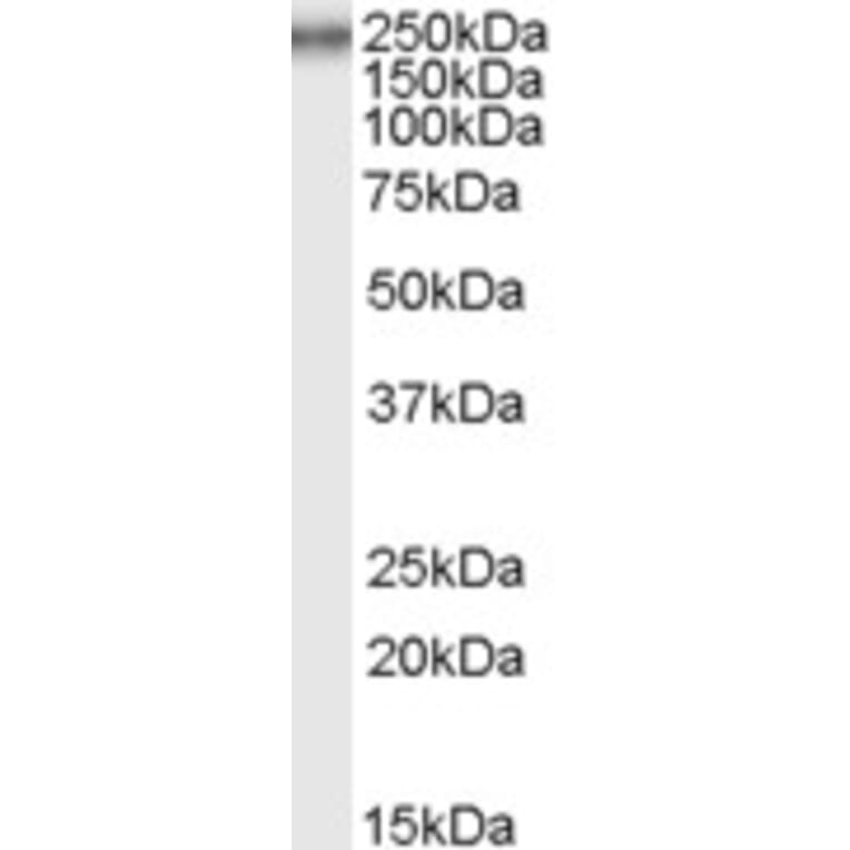 Western Blot - Anti-Collagen VII Antibody (A82462) - Antibodies.com