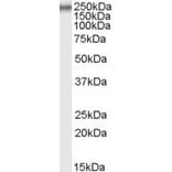 Western Blot - Anti-Collagen VII Antibody (A82462) - Antibodies.com