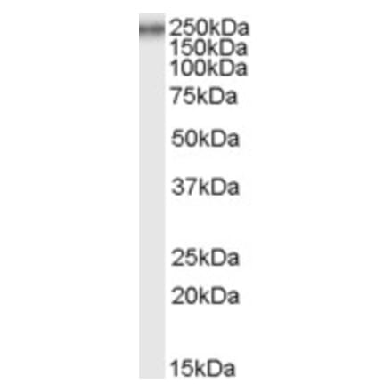 Western Blot - Anti-COL7A1 Antibody (A82462) - Antibodies.com