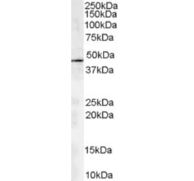 Western Blot - Anti-ACTR1A Antibody (A82465) - Antibodies.com