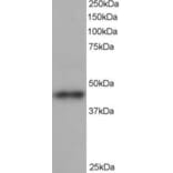 Western Blot - Anti-ACTR1B Antibody (A82466) - Antibodies.com