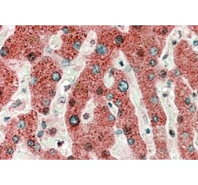 Immunohistochemistry - Anti-HRASLS2 Antibody (A82467) - Antibodies.com